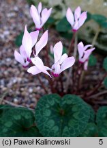 Cyclamen graecum (cyklamen grecki)