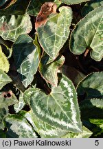 Cyclamen graecum (cyklamen grecki)