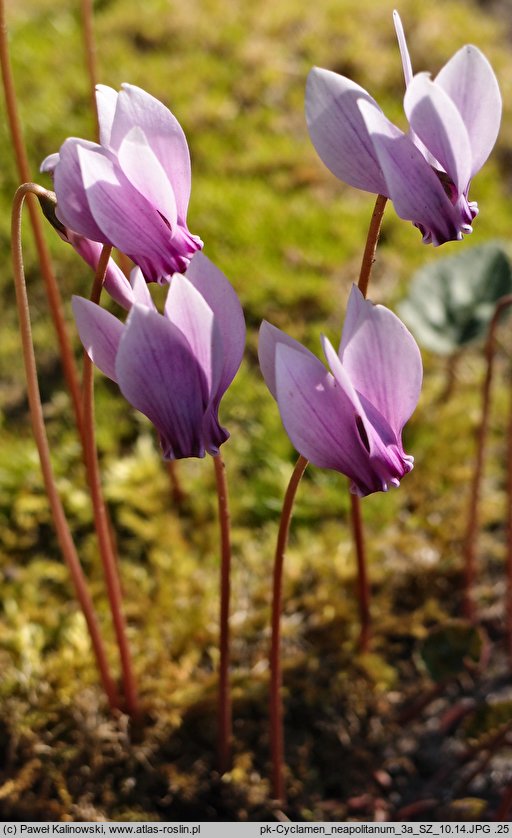 Cyclamen hederifolium (cyklamen bluszczolistny)