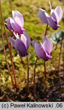 Cyclamen hederifolium (cyklamen bluszczolistny)