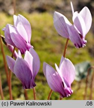 Cyclamen hederifolium (cyklamen bluszczolistny)