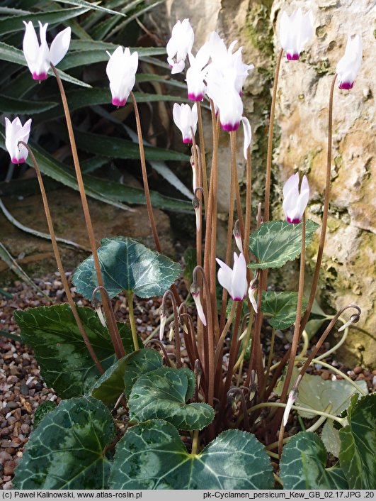 Cyclamen persicum (cyklamen perski)