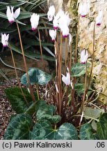 Cyclamen persicum (cyklamen perski)