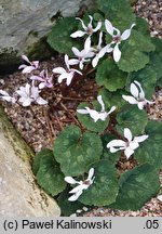 Cyclamen persicum (cyklamen perski)