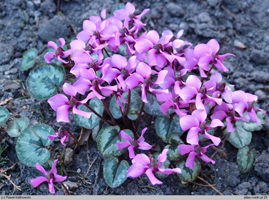 Cyclamen alpinum (cyklamen alpejski)