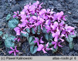 Cyclamen alpinum (cyklamen alpejski)