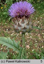 Cynara cardunculus (kard)