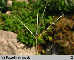 Cynodon dactylon (cynodon palczasty)