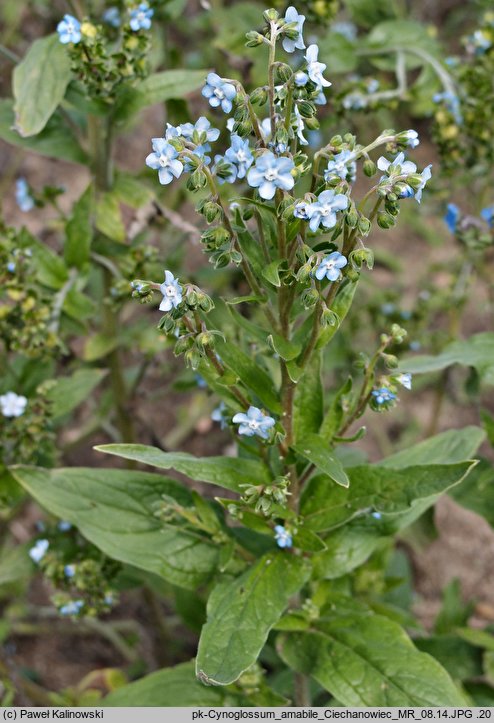 Cynoglossum amabile (ostrzeń powabny)