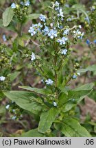 Cynoglossum amabile (ostrzeń powabny)