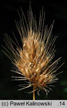 Cynosurus echinatus (grzebienica najeżona)