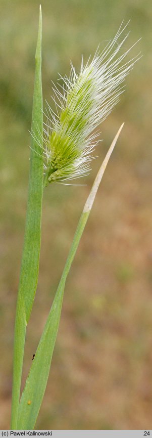 Cynosurus echinatus (grzebienica najeżona)