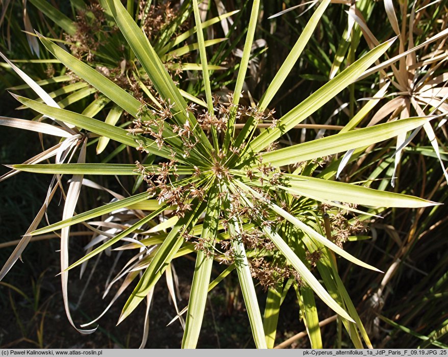 Cyperus alternifolius ssp. flabelliformis (cibora zmienna)