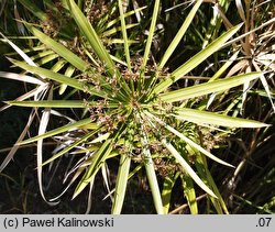 Cyperus alternifolius ssp. flabelliformis (cibora zmienna)