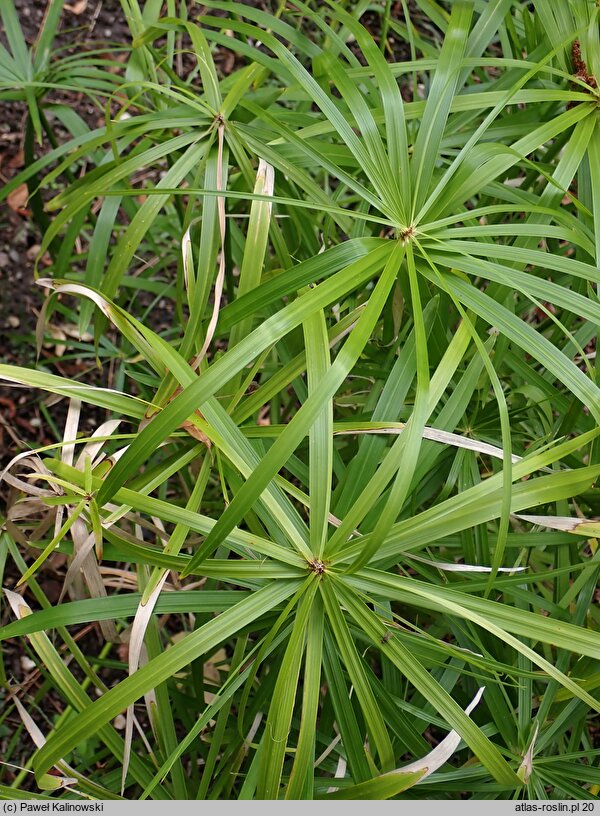 Cyperus alternifolius (cibora zmienna)