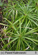 Cyperus alternifolius (cibora zmienna)