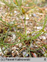 Cyperus flavescens (cibora żółta)