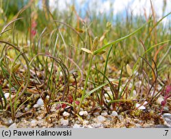 Cyperus flavescens (cibora żółta)