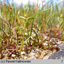 Cyperus flavescens (cibora żółta)