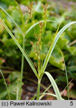 Cyperus longus