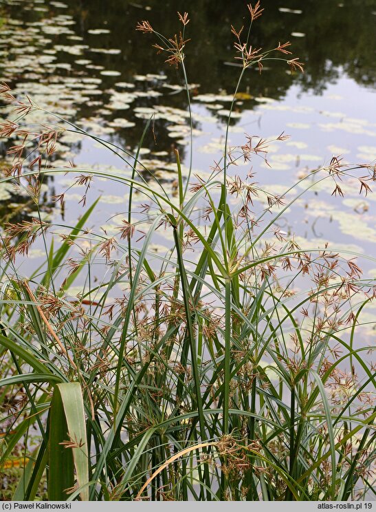 Cyperus longus