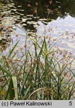 Cyperus longus