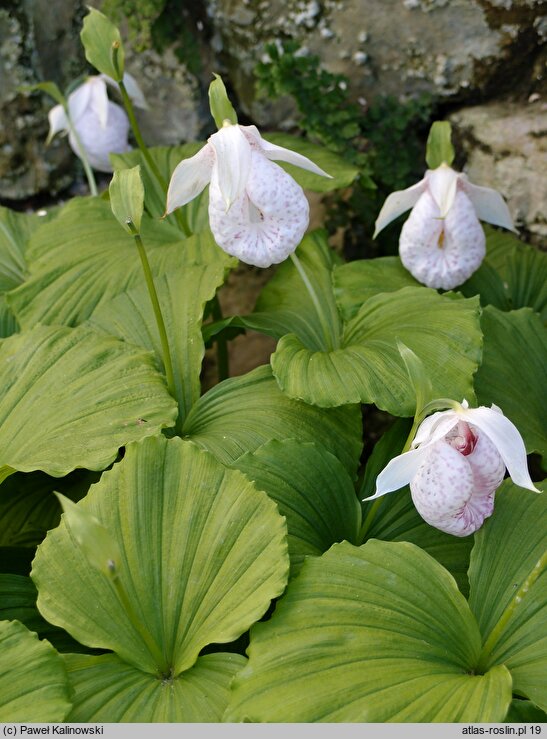 Cypripedium formosanum (obuwik tajwański)