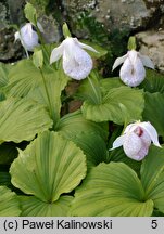 Cypripedium formosanum (obuwik tajwański)