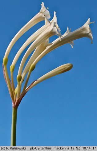 Cyrtanthus mackennii