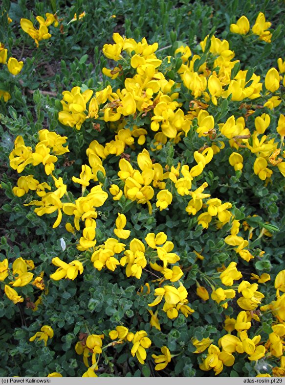 Cytisus procumbens (szczodrzeniec położony)