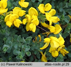 Cytisus procumbens (szczodrzeniec położony)