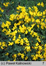 Cytisus procumbens (szczodrzeniec położony)