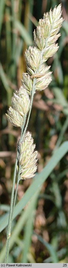 Dactylis glomerata (kupkówka pospolita)