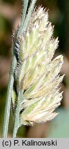 Dactylis glomerata (kupkówka pospolita)