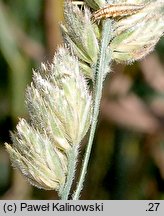 Dactylis glomerata (kupkówka pospolita)