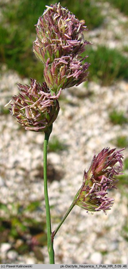 Dactylis glomerata (kupkówka pospolita)