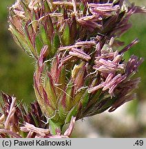 Dactylis glomerata (kupkówka pospolita)