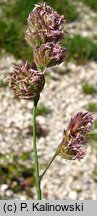 Dactylis glomerata (kupkówka pospolita)