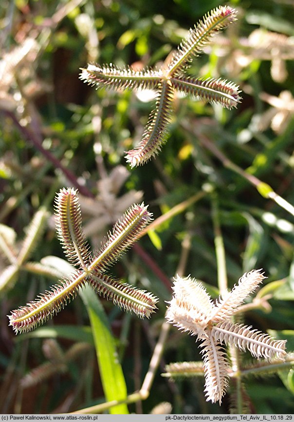 Dactyloctenium aegyptium (palcogrzebień egipski)