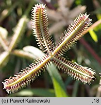 Dactyloctenium aegyptium (palcogrzebień egipski)