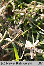 Dactyloctenium aegyptium (palcogrzebień egipski)