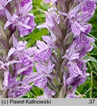 Dactylorhiza baltica (kukułka bałtycka)