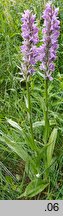 Dactylorhiza baltica (kukułka bałtycka)