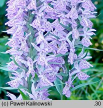 Dactylorhiza baltica (kukułka bałtycka)