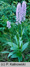 Dactylorhiza baltica (kukułka bałtycka)