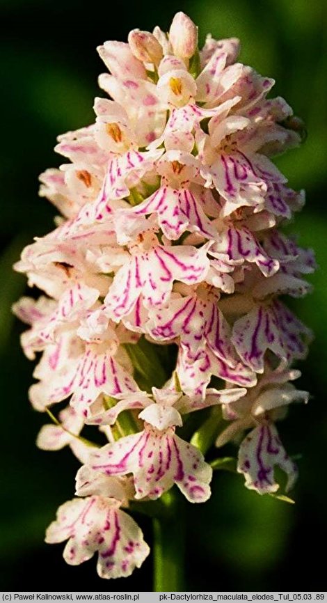 Dactylorhiza maculata ssp. elodes