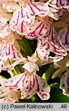 Dactylorhiza maculata ssp. elodes