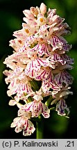 Dactylorhiza maculata ssp. elodes