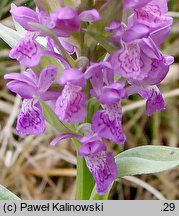 Dactylorhiza majalis (kukułka szerokolistna typowa)