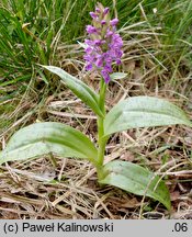 Dactylorhiza majalis (kukułka szerokolistna typowa)